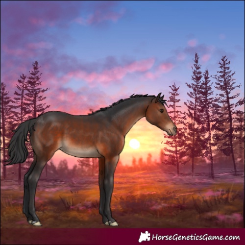 Horse Color:Brown 