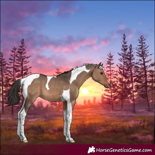 Horse Color:Brown Dun Tobiano 