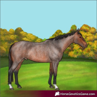 Horse Color:Unknown 
