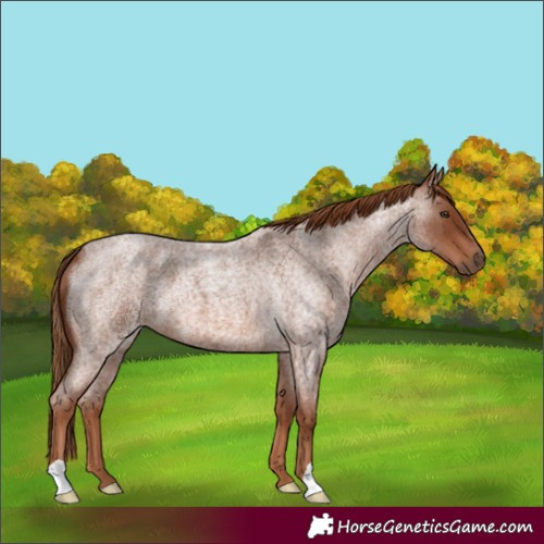 Horse Color:Unknown 
