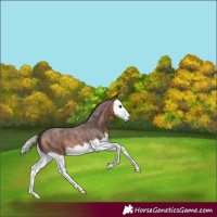 Horse Color:Gray Silver Bay Roan Splash