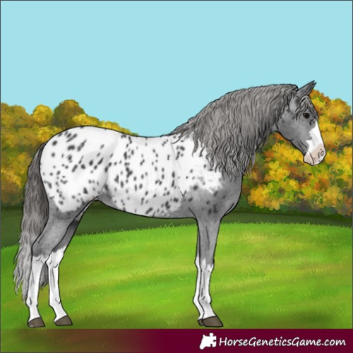 Horse Color:Black Splash Near Leopard 