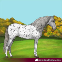 Horse Color:Smoky Black Tobiano Appaloosa