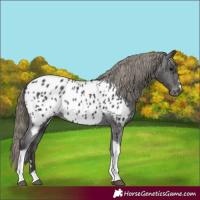 Horse Color:Smoky Black Tobiano Appaloosa 
