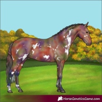 Horse Color:Nacre White Spotted Bay 