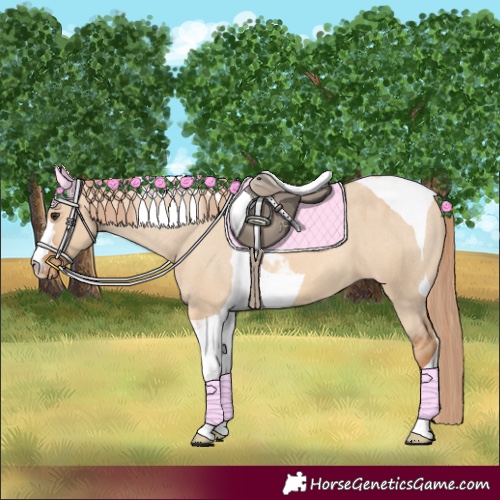 Horse Color:Red Dun Tobiano Appaloosa 