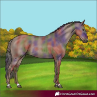 Horse Color:Nacre Liver Red Dun Rabicano 