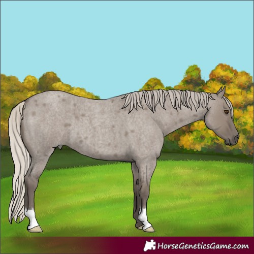 Horse Color:Silver Smoky Grullo Roan 
