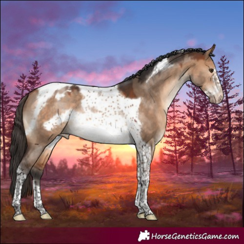 Horse Color:Bay Dun Sabino Tobiano Frame Blanket Rabicano 
