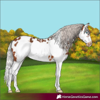 Horse Color:Silver Brown Splash Frame Appaloosa 