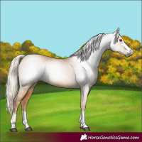 Horse Color:Gray Palomino