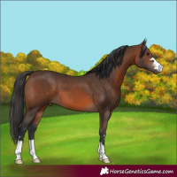 Horse Color:Brown 