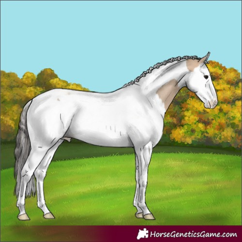 Horse Color:Bay Dun Splash Tobiano Rabicano 