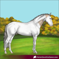 Horse Color:Bay Dun Splash Tobiano Rabicano