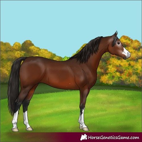Horse Color:Gray Bay