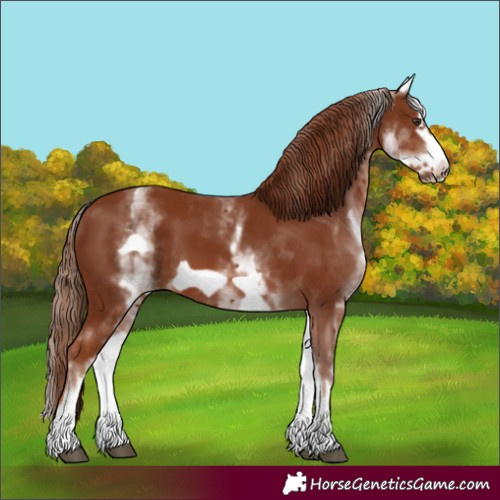 Horse Color:White Spotted Chestnut Frame 