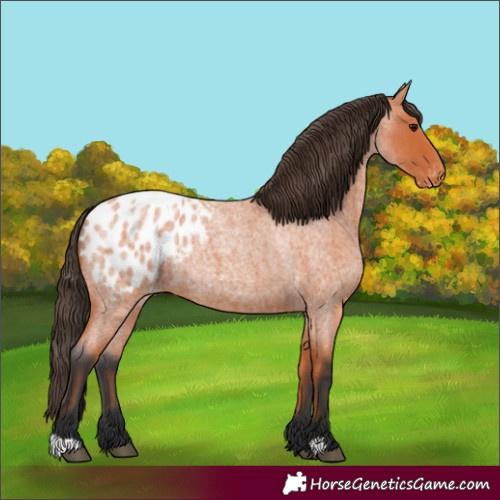 Horse Color:Bay Roan Appaloosa 
