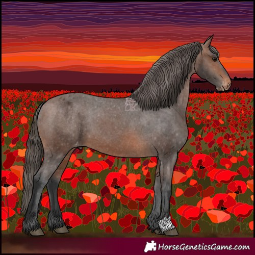 Horse Color:Brown Appaloosa 