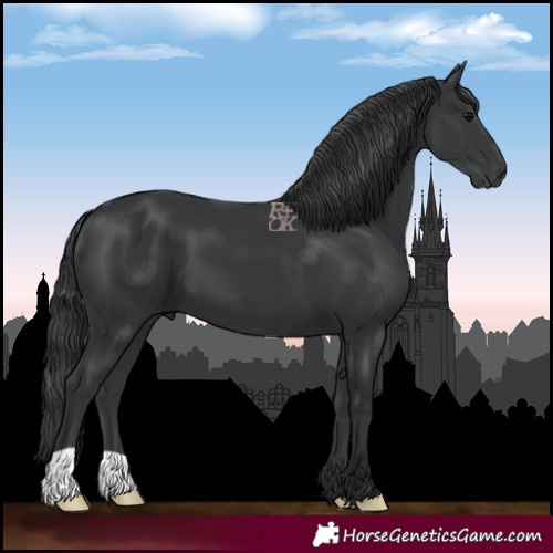 Horse Color:Black 