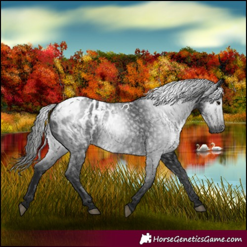 Horse Color:Gray Black Appaloosa 