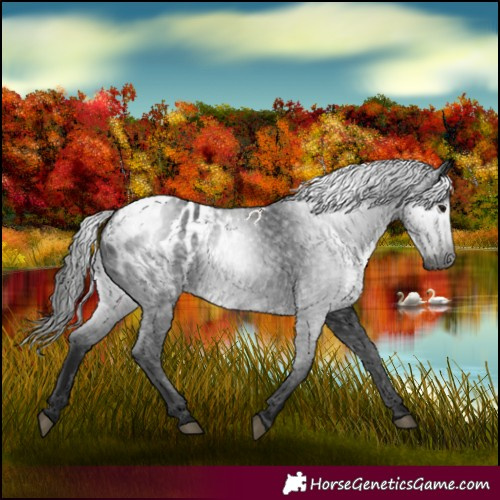 Horse Color:Gray Black Appaloosa 