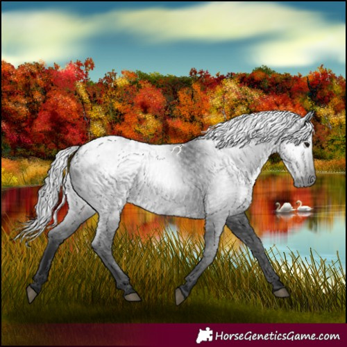 Horse Color:Gray Black Appaloosa 