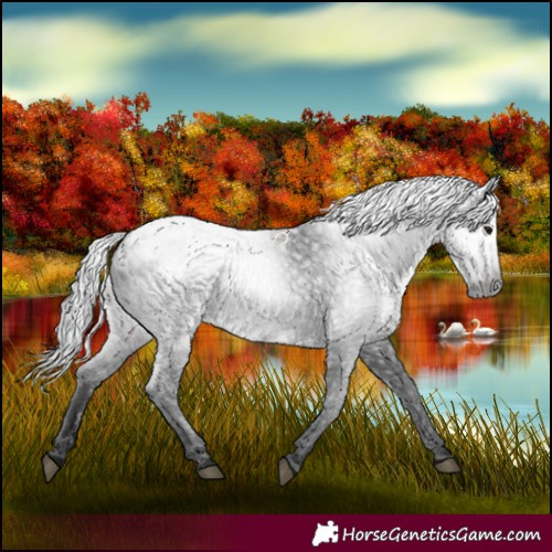 Horse Color:Gray Black Appaloosa 