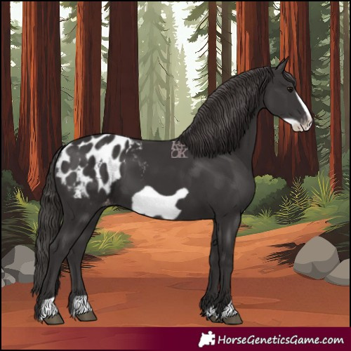 Horse Color:Smoky Black Frame Appaloosa 