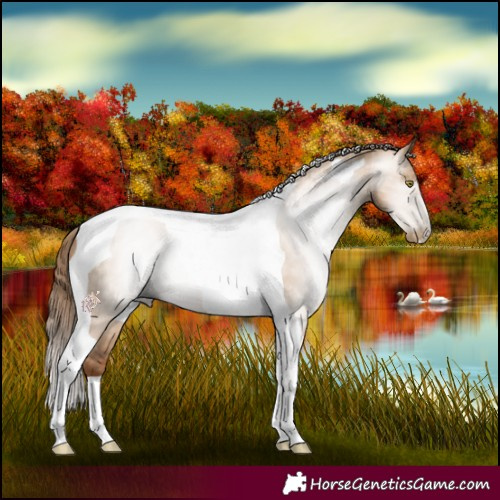 Horse Color:Gray Red Dun Pearl Tobiano 