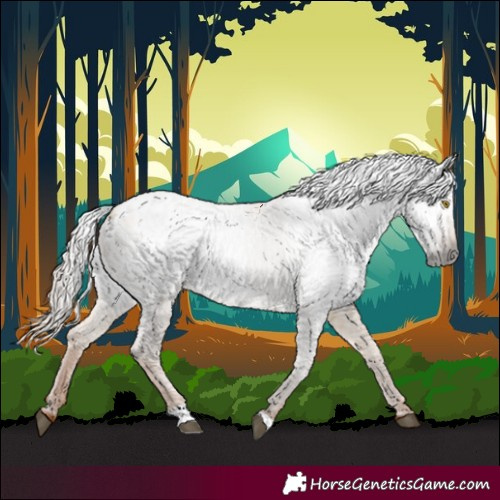 Horse Color:Gray Red Dun Appaloosa 
