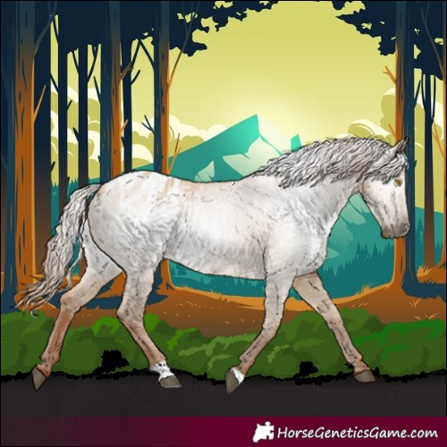 Horse Color:Gray Red Dun Appaloosa 