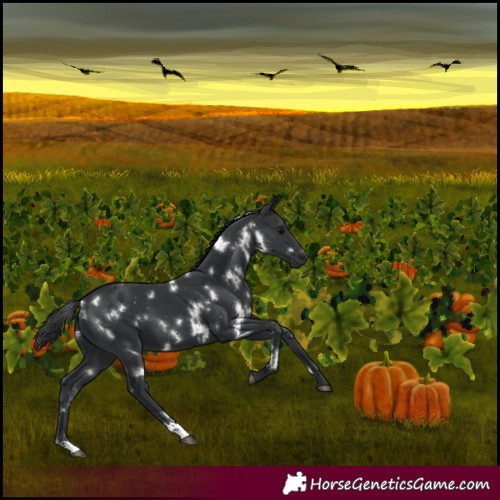 Horse Color:White Spotted Black 
