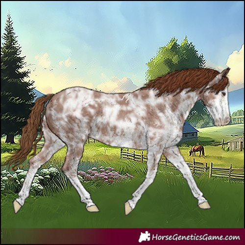 Horse Color:White Spotted Chestnut Ice Rabicano 