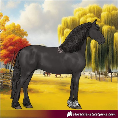 Horse Color:Smoky Black 