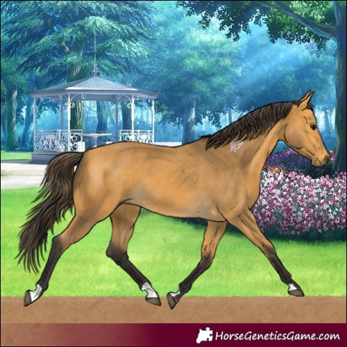 Horse Color:Buckskin 