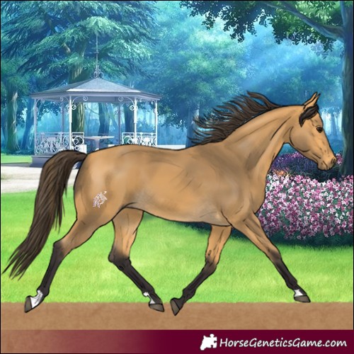 Horse Color:Buckskin 