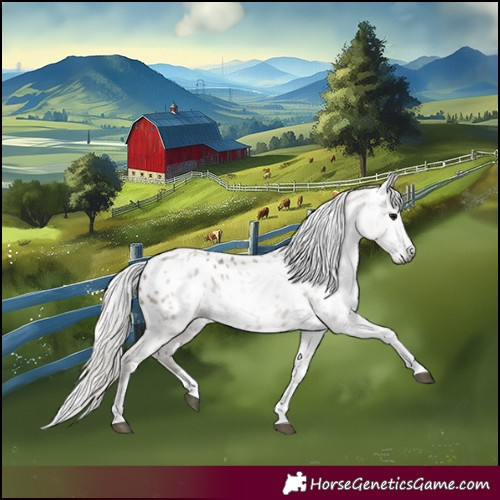 Horse Color:Gray Silver Grullo Tobiano Appaloosa 