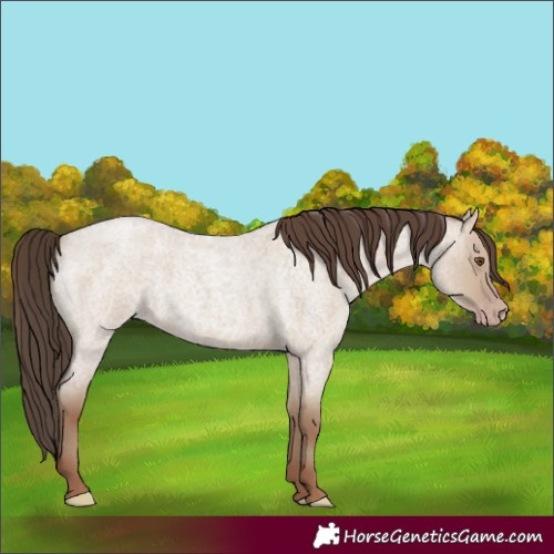 Horse Color:Classic Champagne Roan Dun 