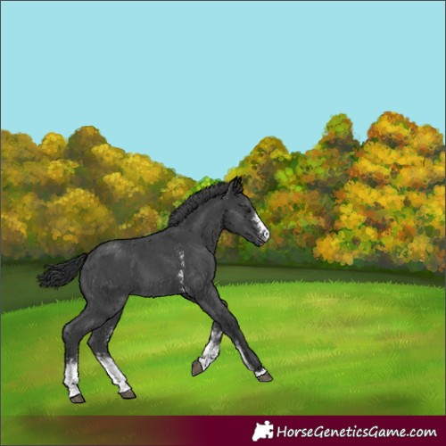 Horse Color:Unknown 