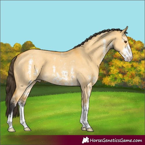 Horse Color:Buckskin Dun Sabino 