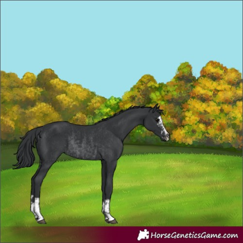 Horse Color:Unknown 
