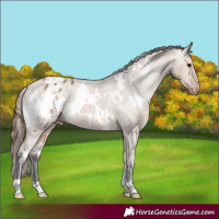 Horse Color:White Spotted Bay Dun Appaloosa Rabicano 