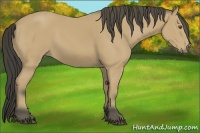 Horse Color:Buckskin