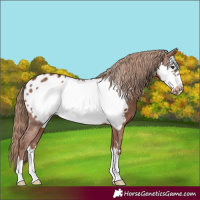 Horse Color:Chestnut Frame Appaloosa 