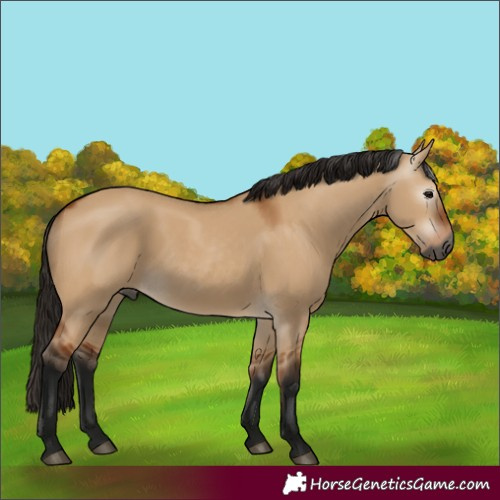Horse Color:Gray Bay Dun 