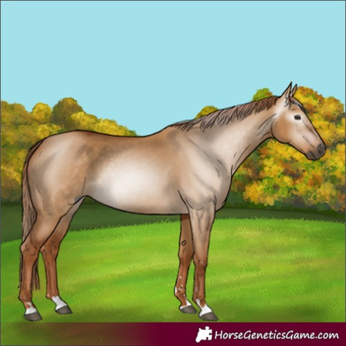 Horse Color:Gray Red Dun 