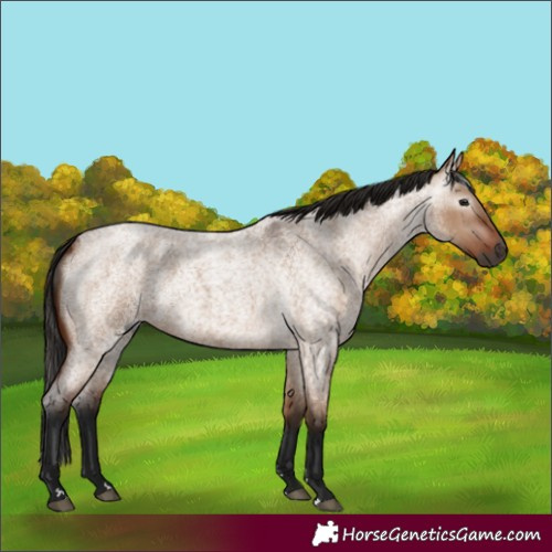 Horse Color:Gray Bay Roan Dun