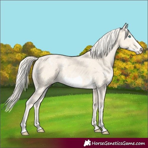 Horse Color:Cremello Ice Frame 