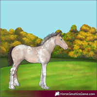 Horse Color:Sable Champagne Dun Tobiano Rabicano 