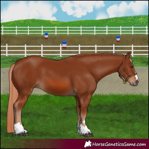 Horse Color:Unknown 